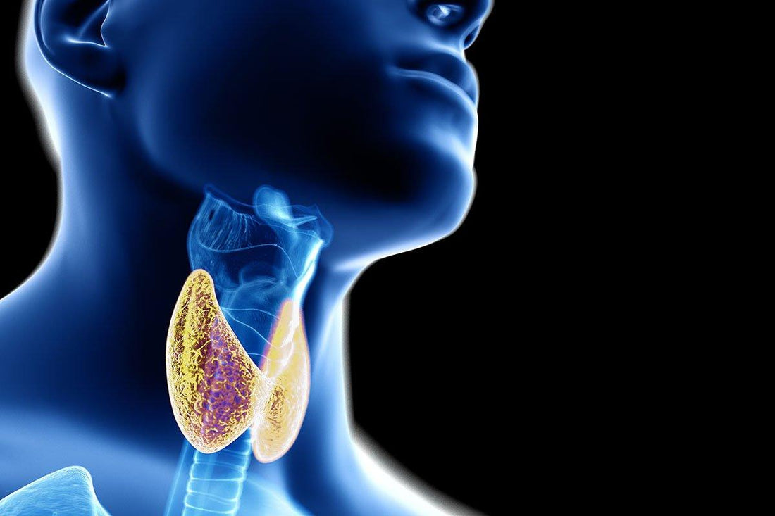 thyroid Your-Thyroid-and-Weight-Loss-Infinite-Labs